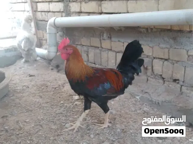 السلام عليكم متاح دجاج وديوجة اعمار مختلفة.