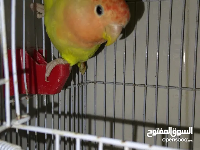 انثى روز للبيع اقل ضايللها اقل من شهر وبتكون جاهزه