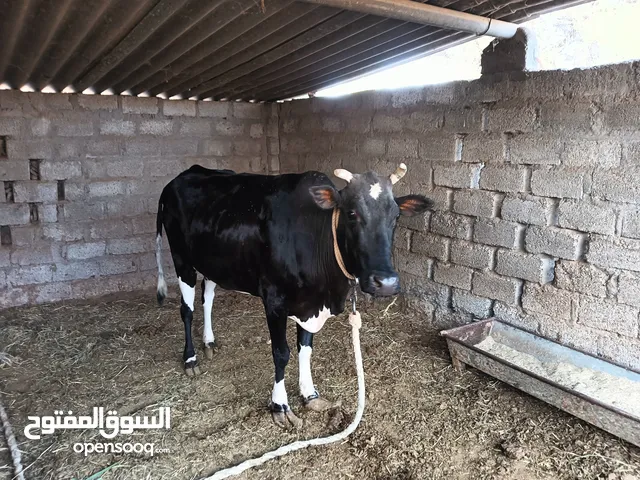 بقره للبيع