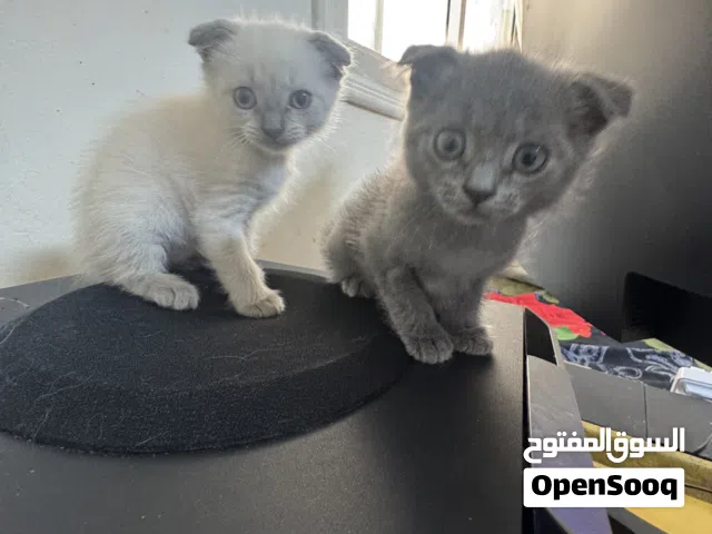 Rare Kittens