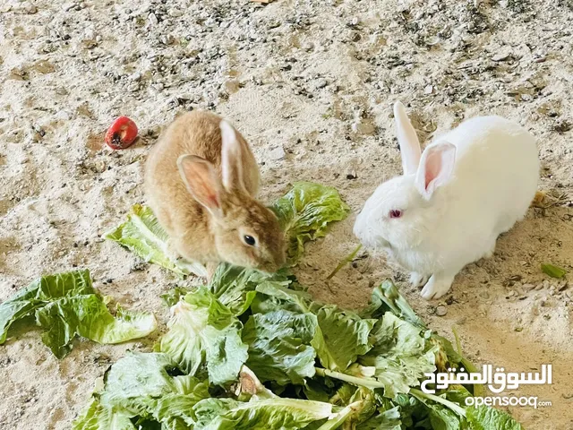 تلاته أرانب للبيع