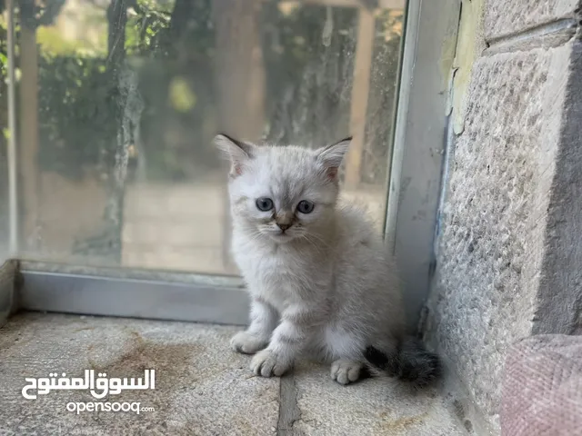 قط سيامي مكس شانشيلا