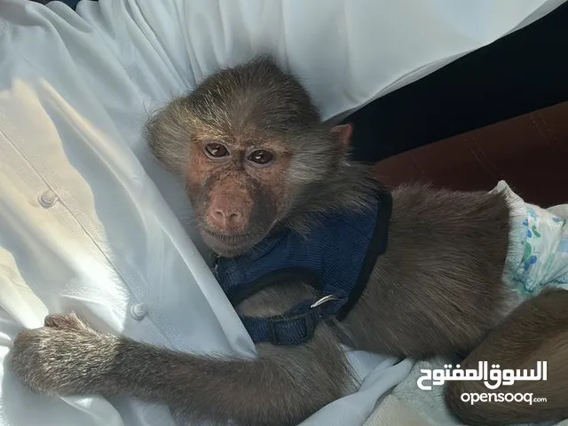 قرد بابون عمرها 7 شهور انثى اليفه مع دفترها وماخذه جميع التطعيمات
