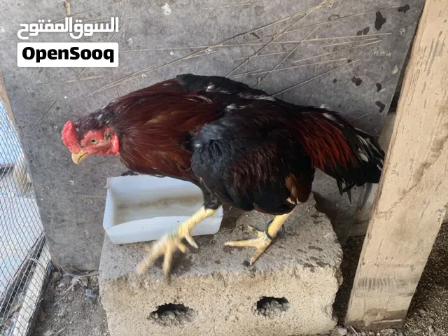 ديك باكستاني حال بيع