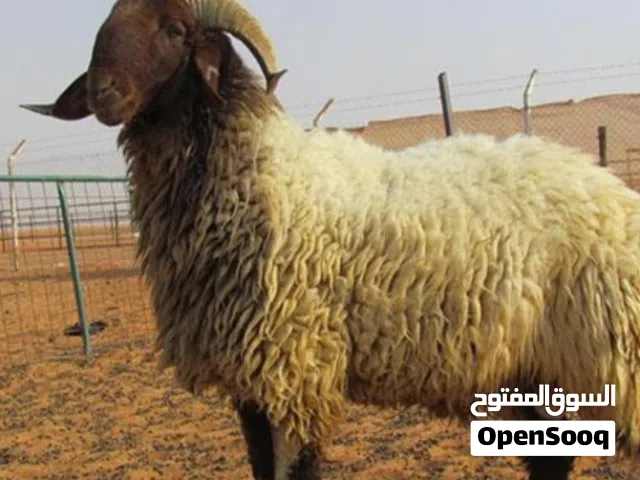 قصاب متنقل تحت الطلب لجميع مناطق الكويت