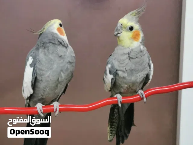 كوكتيل اثنين للبيع