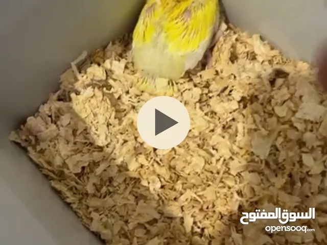 متوفر فروخ لوف بيرد