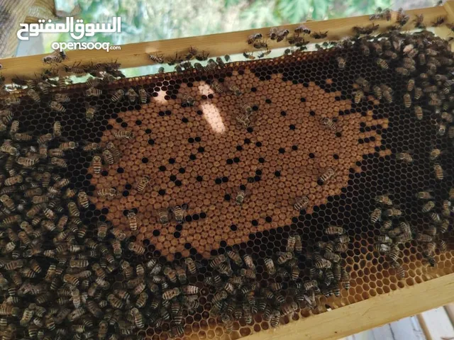 خلية نحل تربية