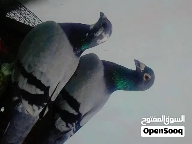 متاح على بركت الله 3.    ازواج      زواجل وتك نثية
