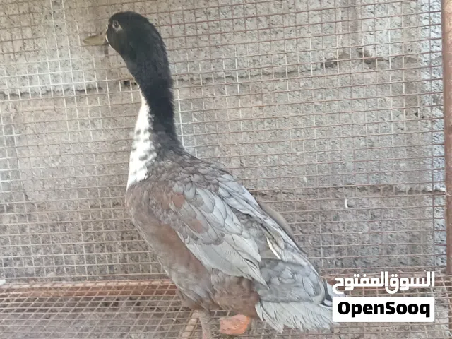 بط حجم كبير جدا