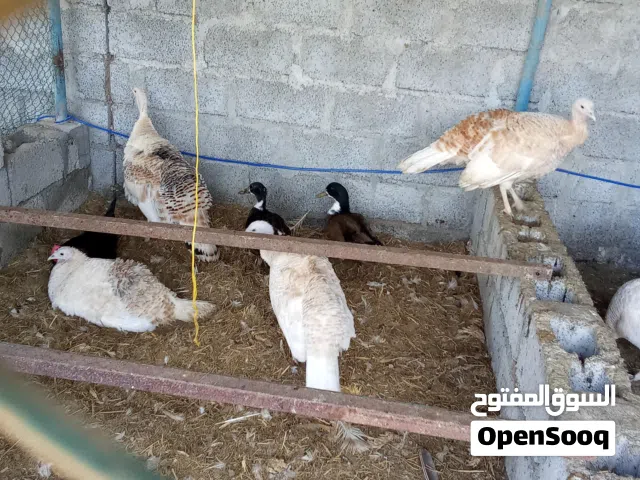 2دجاج روميات للبدل بأرانب