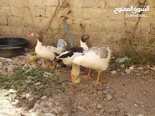 أوز للبيع في صنعاء