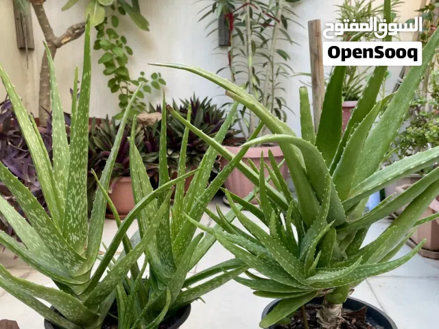 Aloe Vera plant Pair, healthy big stems