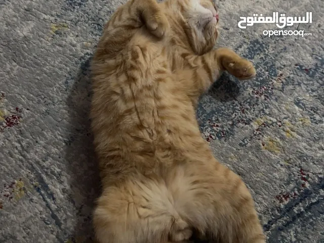 قطوه سكوتش فولد نثيه عمرها. 9 شهور