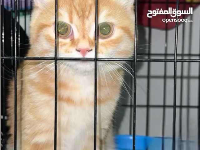 قط ذكر