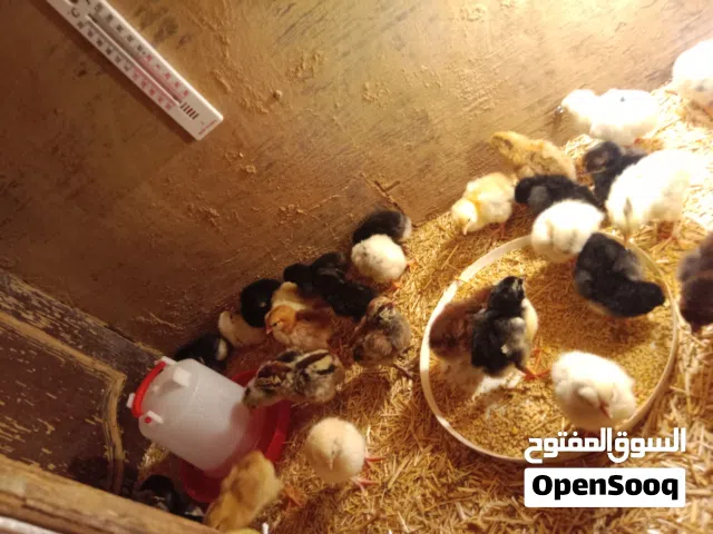 صيصان بلدي و براهما عمر 3 ايام