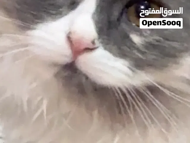قطط للنبني