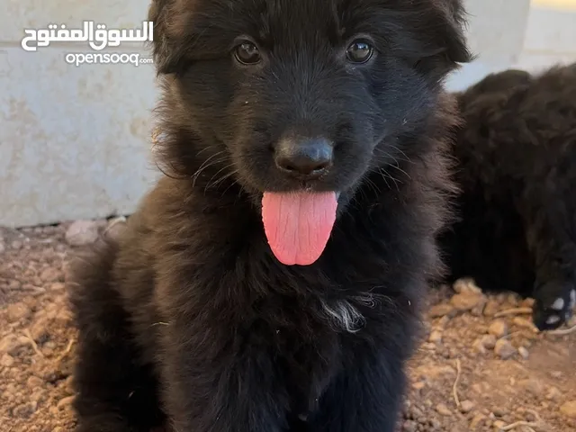 German shepherd puppies