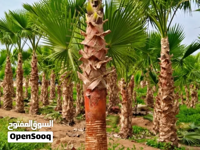 نخل واشنطني للبيع مميز مع التوصيل بالرياض