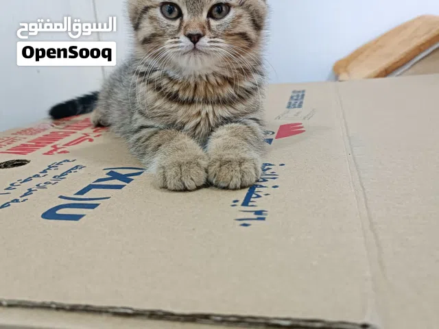 Kitten for sale
