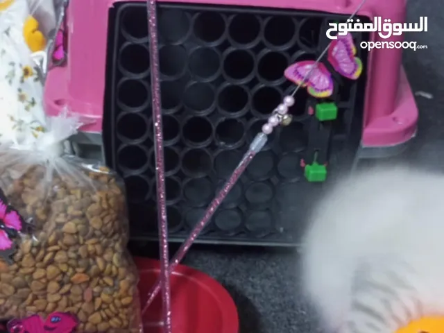 كتن هملايا بيكي فيس مكس هملايا شانشيلا مع بكج جديد جميع اغراضه