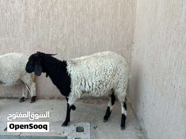 بيع حوليه ربي بارك عمره 7او8 امه توميه