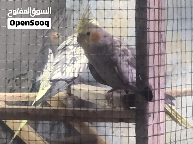 اقرة الوصف
