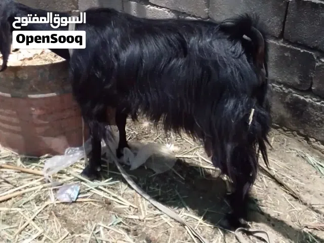 صخول 2 نثايه يرهمن كصابه جني وحده ضروبه فغاني وثانيه شاميه