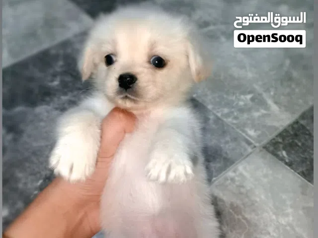 كلب لولو عمر شهرين بتحب اللعب ومتعوده ع الباد وهاديه بردو