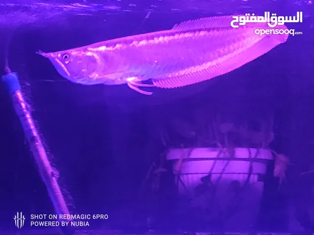 silver arowana great pet to have