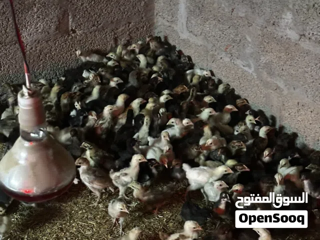 دجاج عماني هجين فرنسي