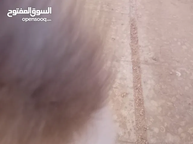 هماليا 3 شهور