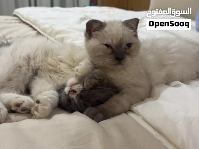 سكوتش فولد همالايا للتبني