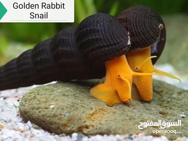 حلزونات جولدن رابيت (Golden Rabbit Snail) لأحواض السمك