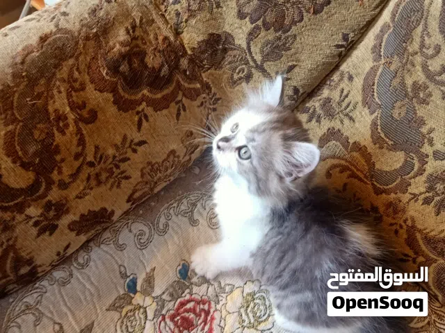 هي قطط عندي ثلاثه عندي ثلاثه وهم شيرازي انجوره وام شيرازي رومي وعمرهم 46 يوم وجمال جدا ولعبين جدا وب