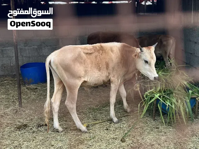 عجول ، أبقار ، عجل ، اضاحي