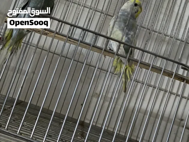 ريتبو واضح المستوا