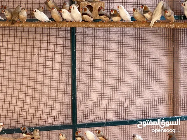 زيبرا جمبو