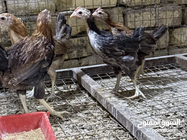 اربع فروجات عرب وشوكي الوان حلوه