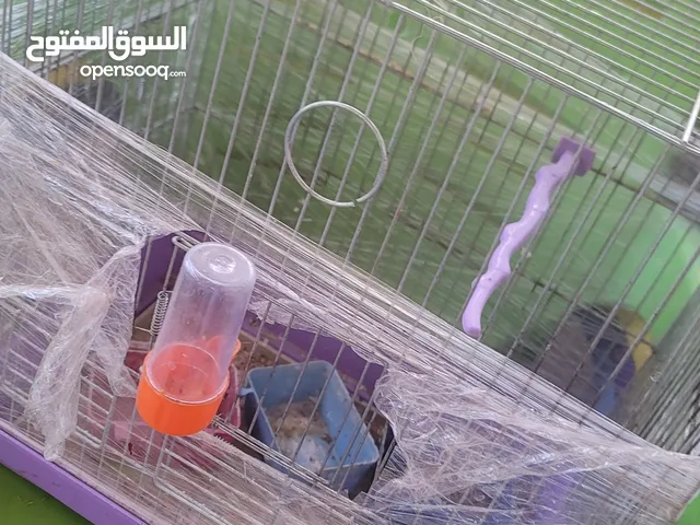 اقفاص للعصافير للبيع مستعمله نظيفة واحد خشبي والثاني عادي