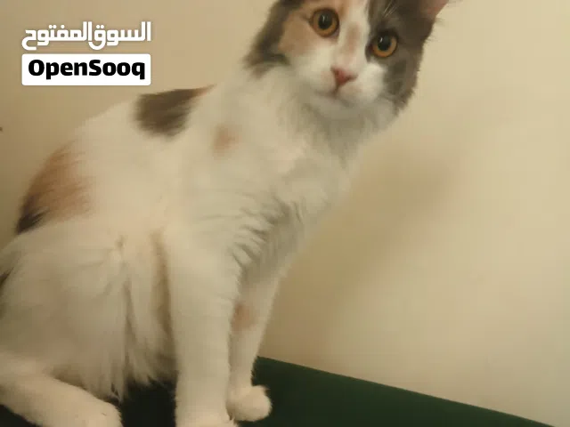 قطة 3 الوان، جميلة واليفة غاية الألفة عمرها 5 أشهر تقريبا وسليمة تماما،مع قفص درجة أولى مع حمام صغير
