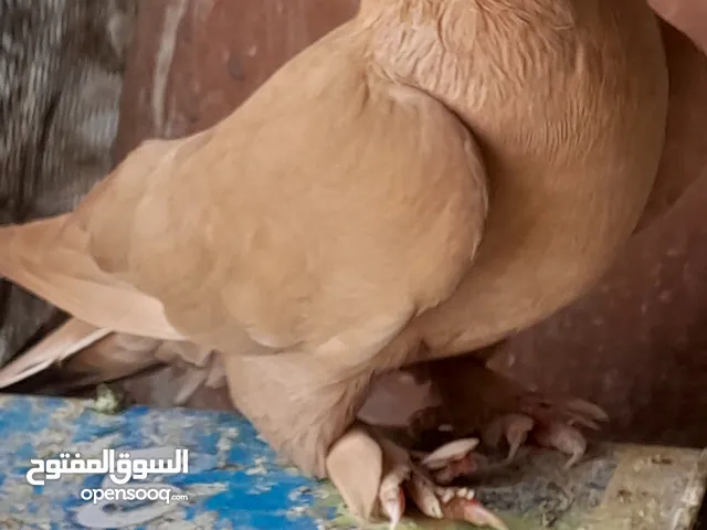 حمام مكاوي و فراخ...اعمار مختلفه انتاج درجة اولى
