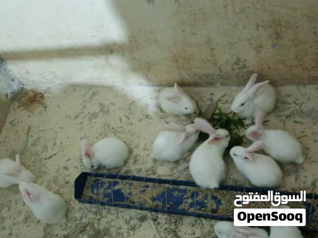 ارانب عمر 50يوم اللبيع فرنسي جامبو وزن الاهالي 5.30كيلو