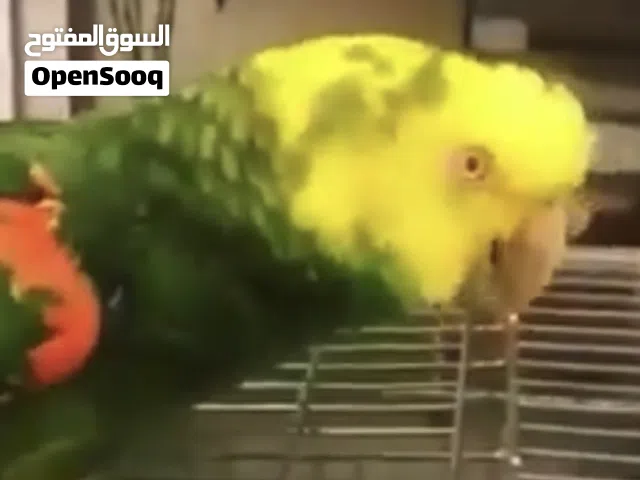 بغبغاء دبل هيد اسطوره في الكلام