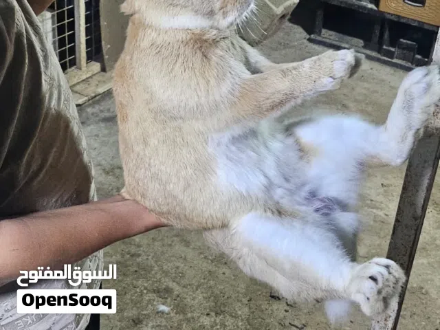 ارانب وقفاص للبيع ذكور و اناثي كبيره  اقراء الوصف كويس