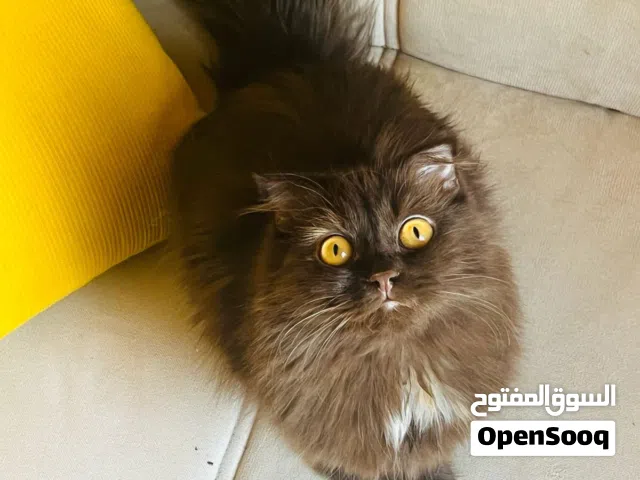 انثى نظيفه جدا متواجده في نزوى القطه