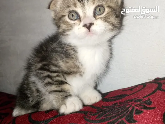 قطط للبيع همالايا