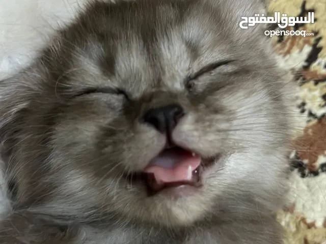للمهتمين فقططط قطط للبيع سيامي وبريتش