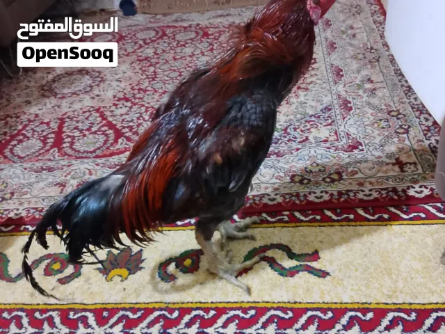 السلام وعليكم ديج برازيلي شرط دم نقي وبزيته كله بطن رمادي يذب بزرت منا واريد ابيعا