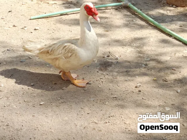 بش مصري اصلي فحل
